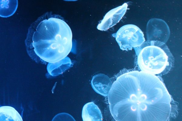 京都水族館くらげ