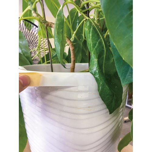 カンタン貼るだけ！お子様にも安心　虫のイヤがるテー