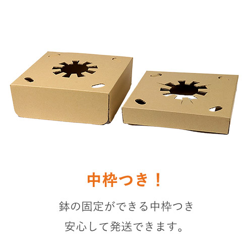 フラワーギフト 発送BOX（鉢押えセット）【宅配100サイズ】 