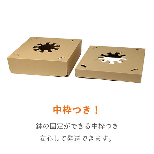 フラワーギフト 発送BOX（鉢押えセット）【宅配120サイズL】