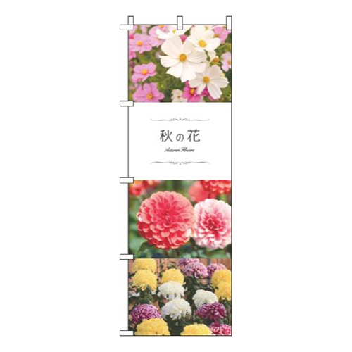 秋の花 写真 