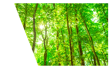 FSC®森林認証制度とは